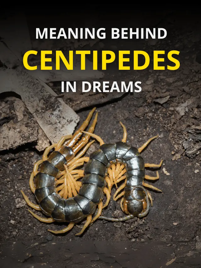 What Do Centipedes in Dreams Mean? Uncover Hidden Messages and Symbolism